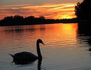 powi�ksz zdj�cie